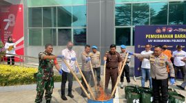 Foto pemusnahan 8 pohon Ganja