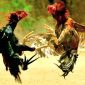 Gambar ilustrasi sabung ayam