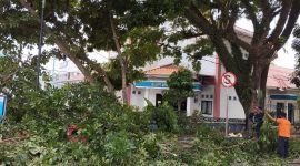Musim Penghujan, Pemkab Pangkas Pohon Dijalan Protokol