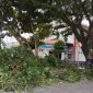 Musim Penghujan, Pemkab Pangkas Pohon Dijalan Protokol