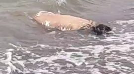 Sosok wanita terapung di pantai pasir putih ditemukan nelayan tak bernyawa